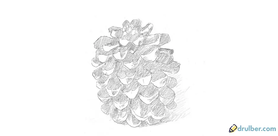 Шаг 3 как нарисовать шишку карандашом