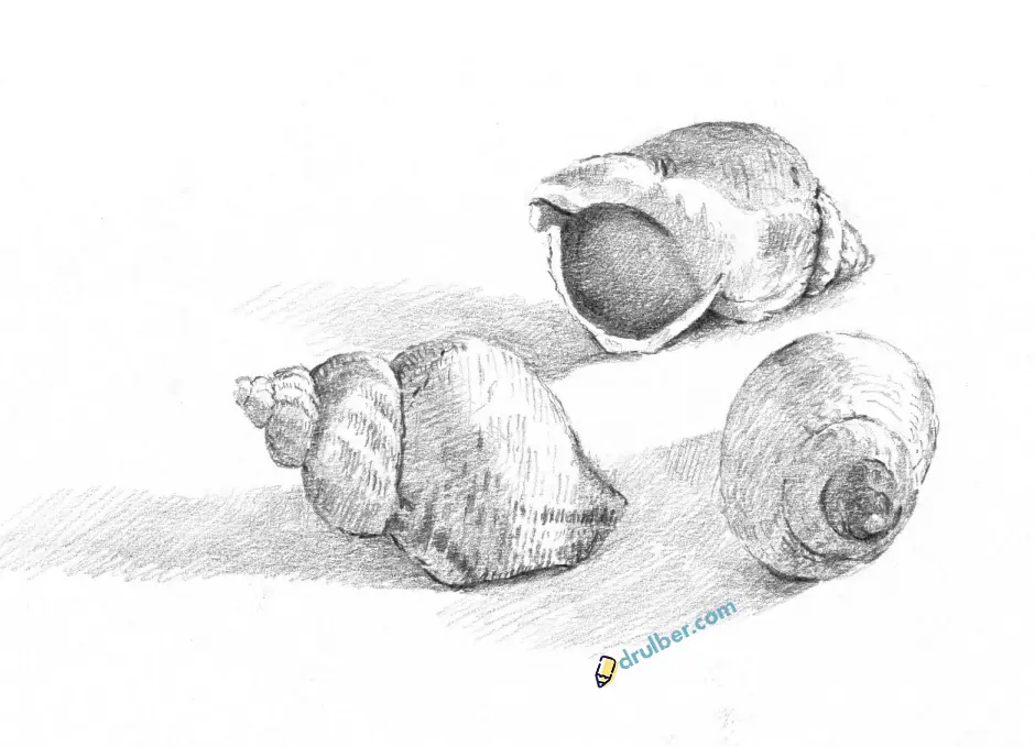 как нарисовать карандашом ракушку