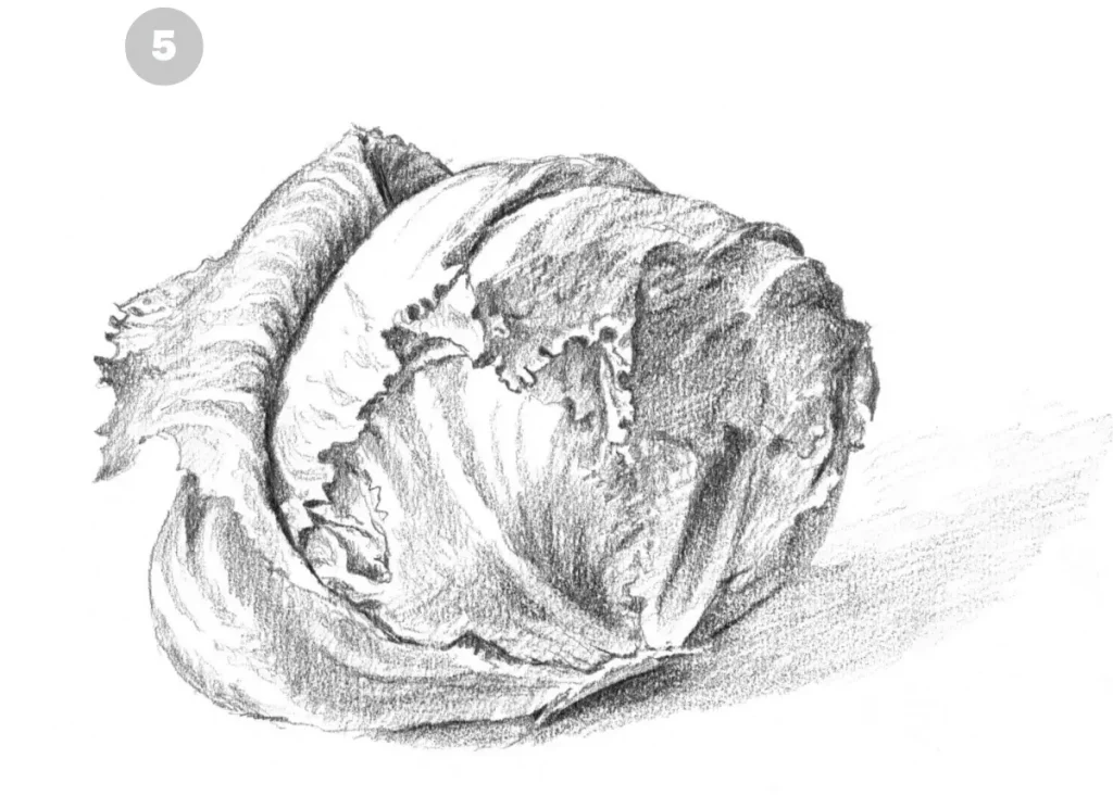 Шаг 5 как нарисовать капусту карандашом