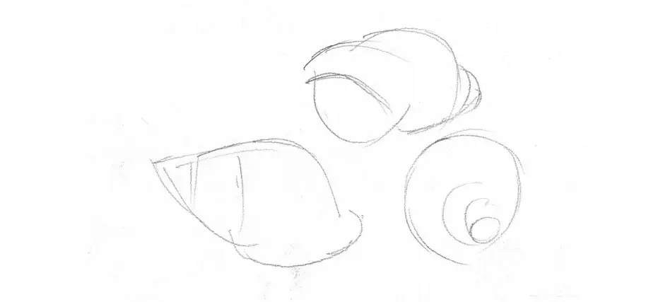 как нарисовать карандашом ракушку