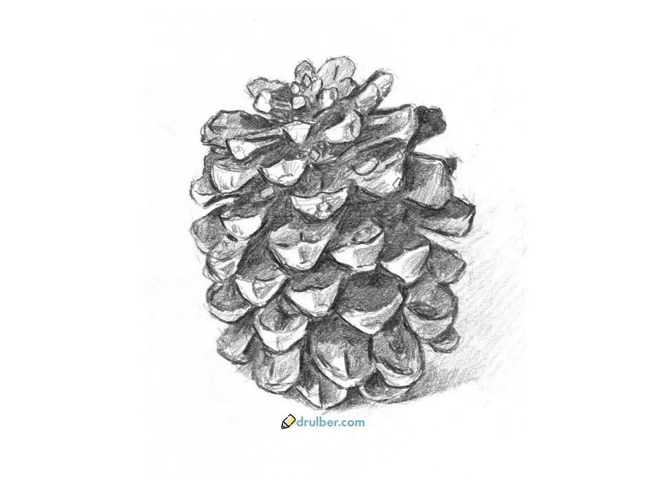 нарисовать шишку карандашом
