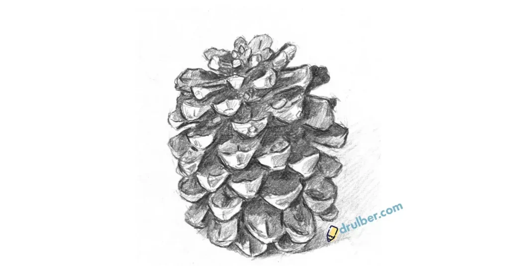 как нарисовать шишку карандашом