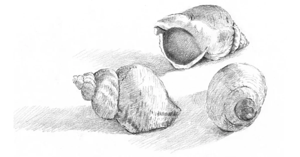 нарисовать ракушку карандашом