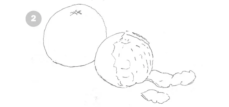 Шаг 2. Очертания и детали кожуры